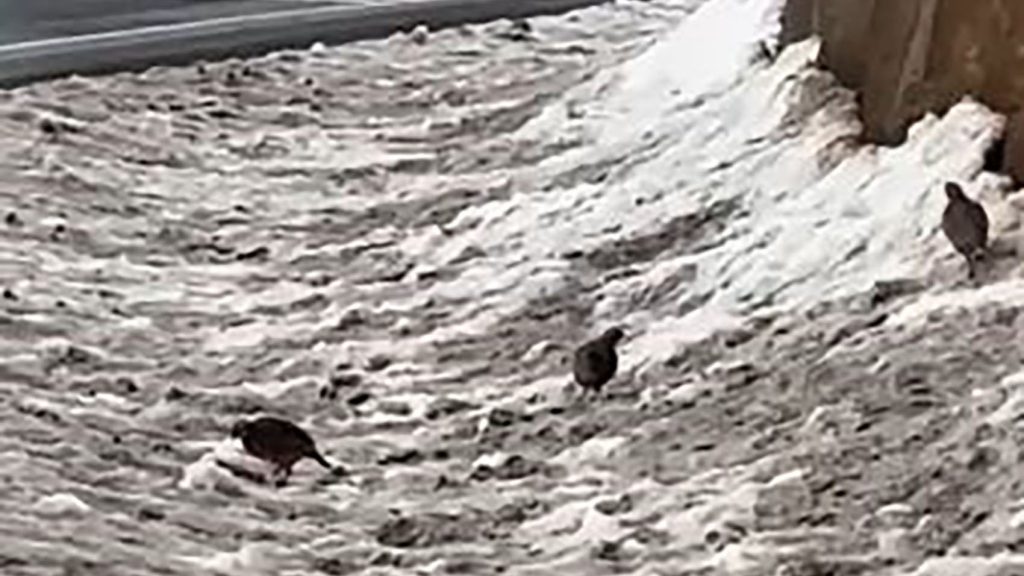 Sivas’ta Sert Kış Alarmı: Aç Kalan Yabani Hayvanlar Yerleşim Alanlarına İndi AW636045 05 | Gündem Sivas™ Haber