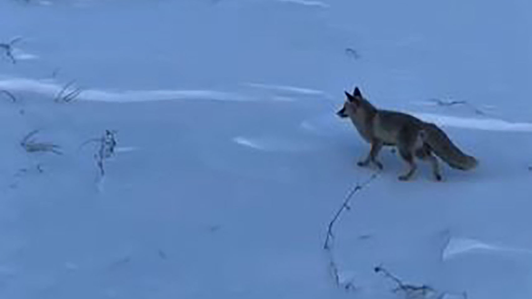 Sivas’ta Sert Kış Alarmı: Aç Kalan Yabani Hayvanlar Yerleşim Alanlarına İndi