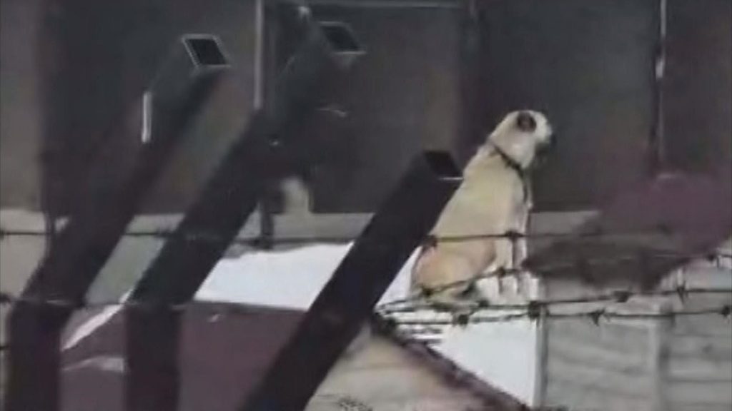 Kangal Köpekleri Depremi Önceden Hissetti: Erzincan’daki 4.9’luk Sarsıntı Sivas’ta Kameraya Yansıdı AW636527 01 | Gündem Sivas™ Haber