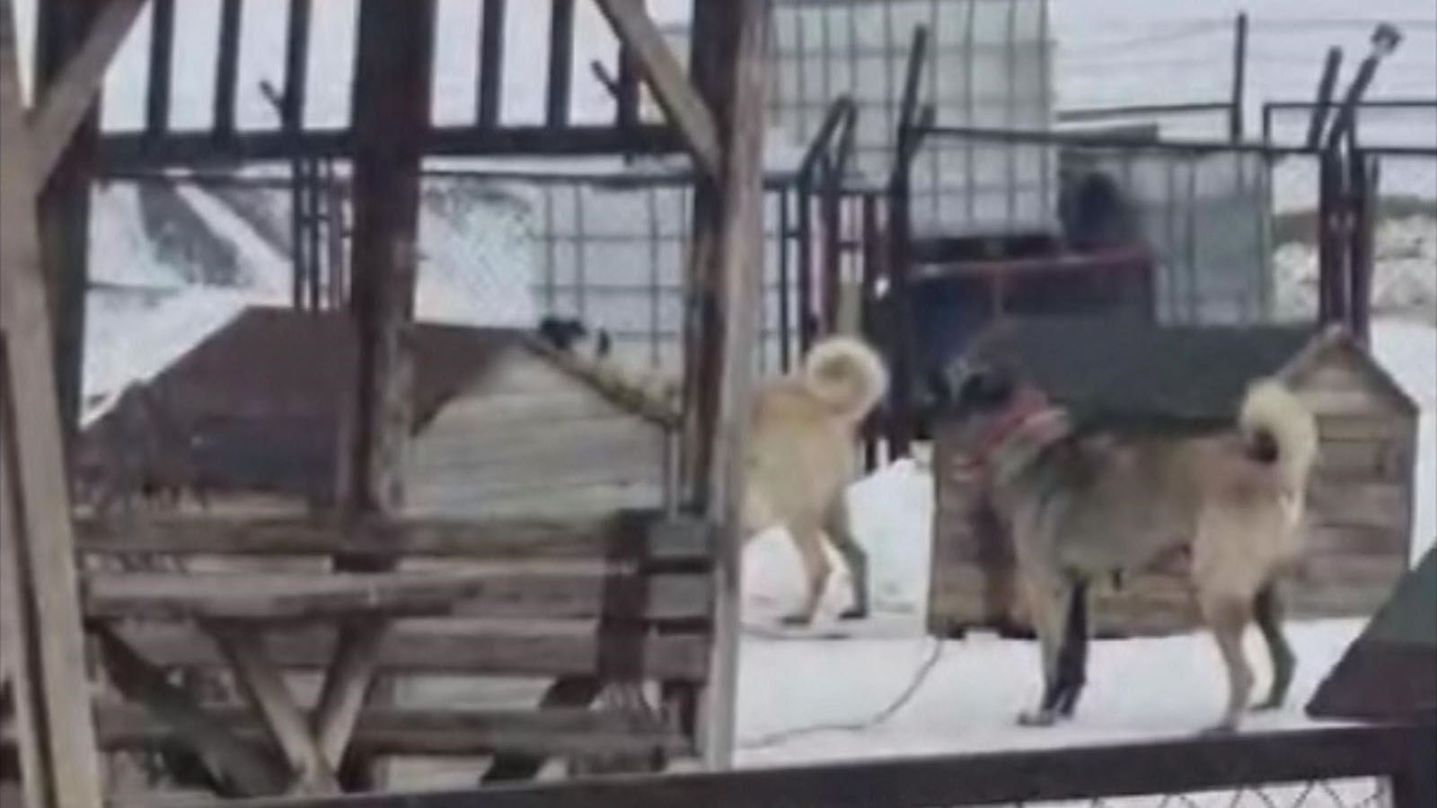 Kangal Köpekleri Depremi Önceden Hissetti: Erzincan’daki 4.9’luk Sarsıntı Sivas’ta Kameraya Yansıdı