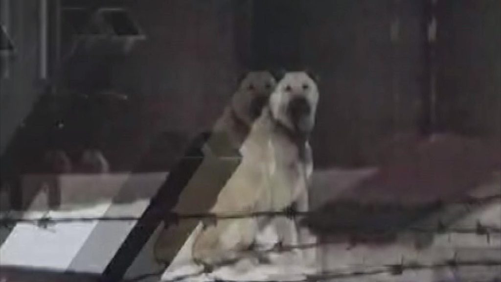 Kangal Köpekleri Depremi Önceden Hissetti: Erzincan’daki 4.9’luk Sarsıntı Sivas’ta Kameraya Yansıdı AW636527 03 | Gündem Sivas™ Haber