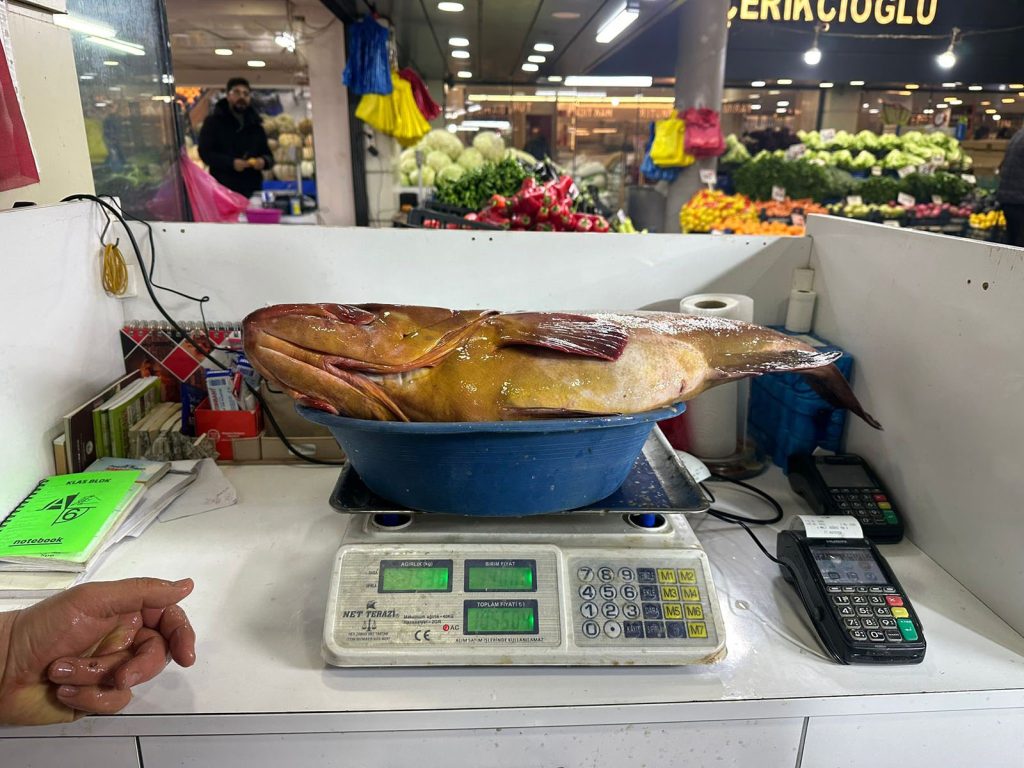 Sivas’ta Tezgâhların Yıldızı: 7,5 Kiloluk Dev Orfozun Fiyatı Altınla Yarışıyor AW636764 04 | Gündem Sivas™ Haber
