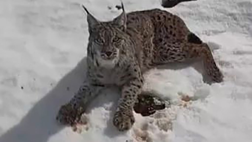 Sivas’ta Duyarlılık Örneği: Yaralı Vaşağı Fark Eden Tır Şoförü Seferini Durdurdu AW640011 01 | Gündem Sivas™ Haber