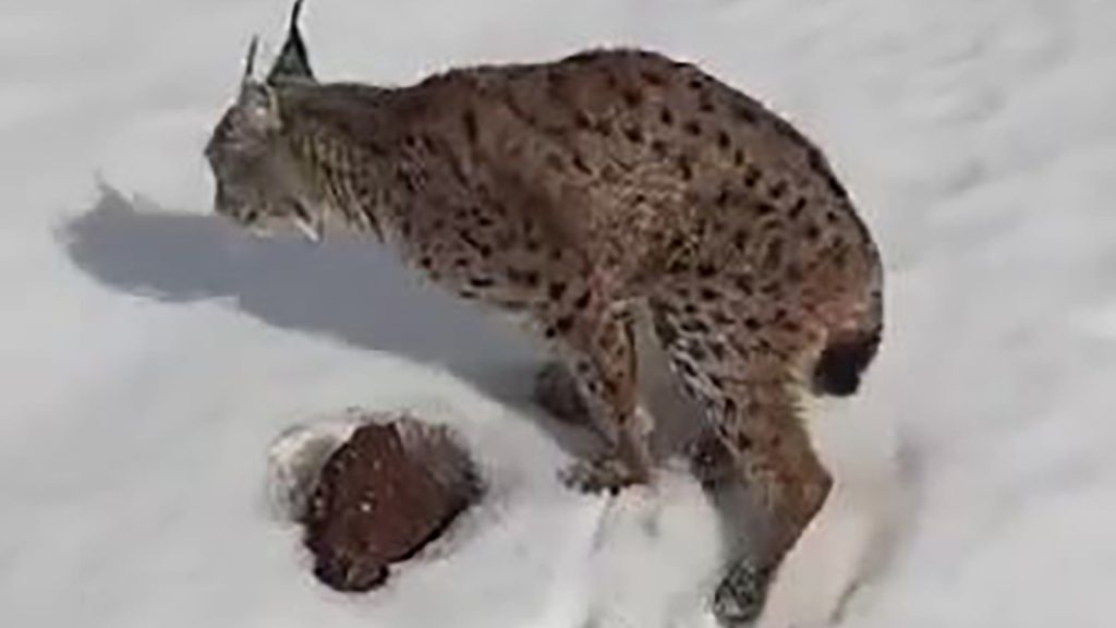 Sivas’ta Duyarlılık Örneği: Yaralı Vaşağı Fark Eden Tır Şoförü Seferini Durdurdu AW640011 02 | Gündem Sivas™ Haber