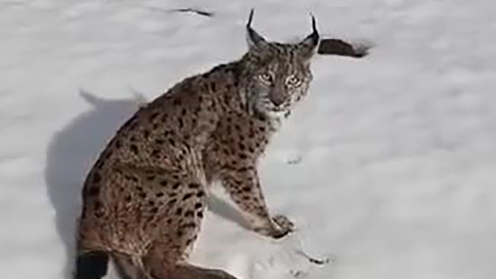 Sivas’ta Duyarlılık Örneği: Yaralı Vaşağı Fark Eden Tır Şoförü Seferini Durdurdu