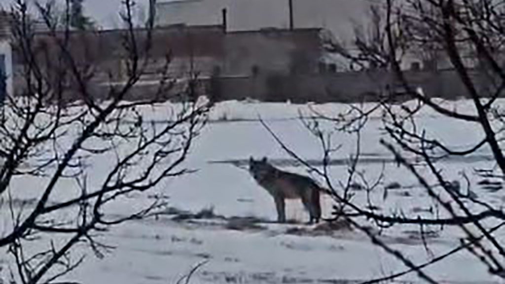 Sivas’ta Aç Kalan Kurt Yerleşim Yerine İndi: Sızır Beldesi’nde Sabah Saatlerinde Tedirgin Eden Anlar AW640829 01 | Gündem Sivas™ Haber