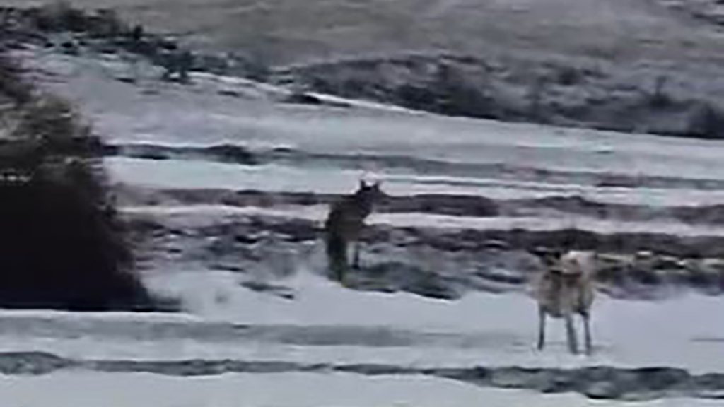 Sivas’ta Aç Kalan Kurt Yerleşim Yerine İndi: Sızır Beldesi’nde Sabah Saatlerinde Tedirgin Eden Anlar AW640829 02 | Gündem Sivas™ Haber