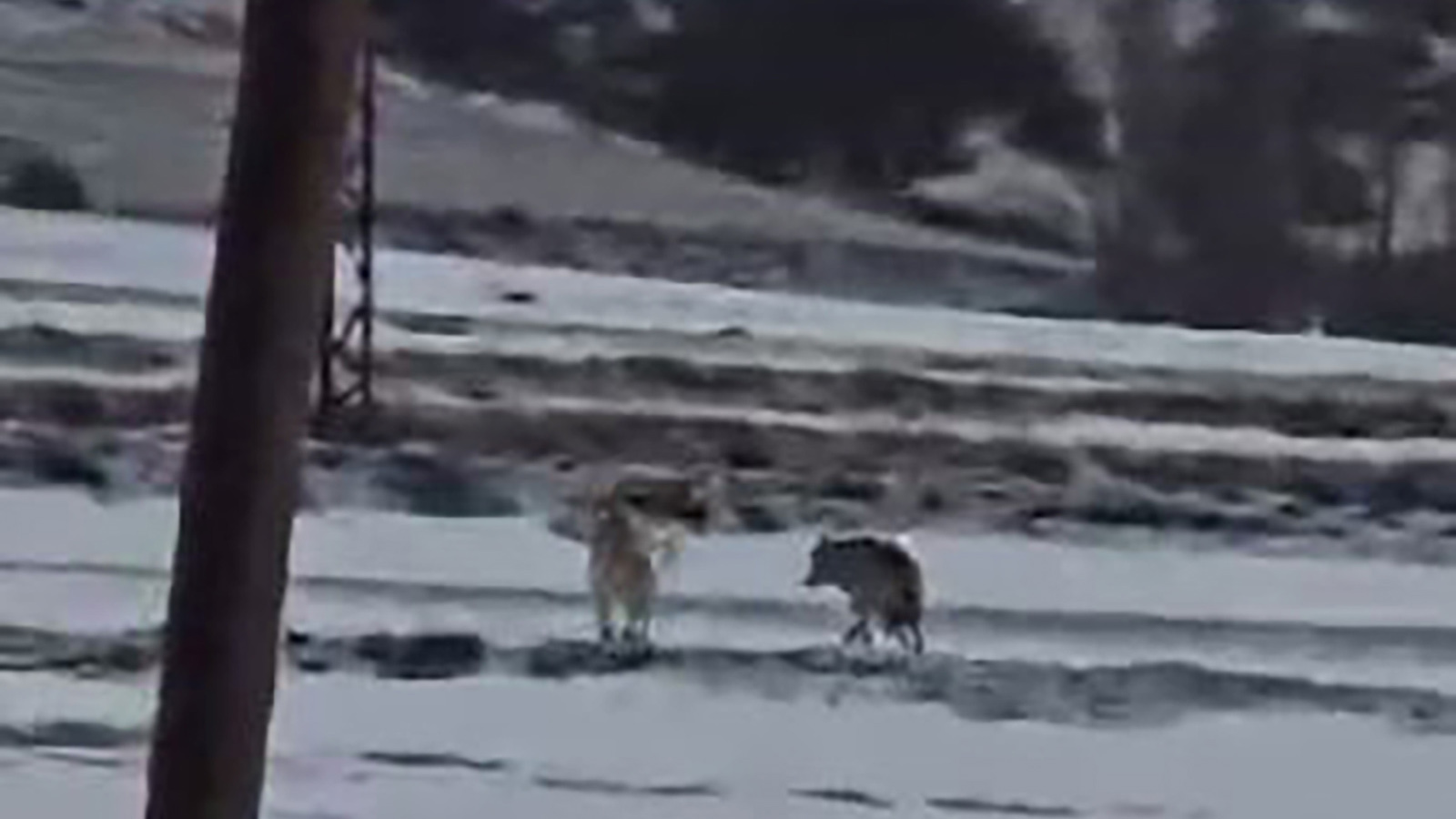 Sivas’ta Aç Kalan Kurt Yerleşim Yerine İndi: Sızır Beldesi’nde Sabah Saatlerinde Tedirgin Eden Anlar