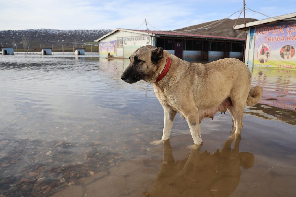 Sivas’ta Karların Erimesi Taşkına Dönüştü: 80 Kangal Köpeğinin Bulunduğu Çiftlik Sular Altında Kaldı AW642834 01 | Gündem Sivas™ Haber