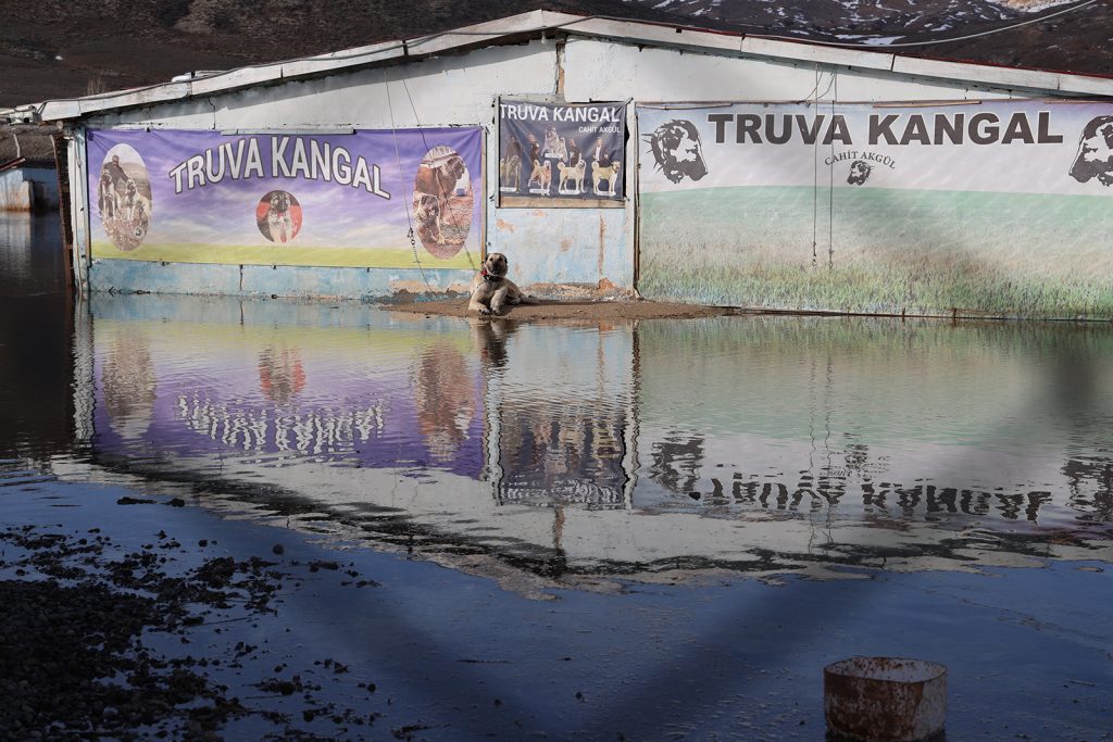 Sivas’ta Karların Erimesi Taşkına Dönüştü: 80 Kangal Köpeğinin Bulunduğu Çiftlik Sular Altında Kaldı AW642834 03 | Gündem Sivas™ Haber