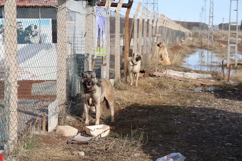 Sivas’ta Karların Erimesi Taşkına Dönüştü: 80 Kangal Köpeğinin Bulunduğu Çiftlik Sular Altında Kaldı AW642834 07 | Gündem Sivas™ Haber