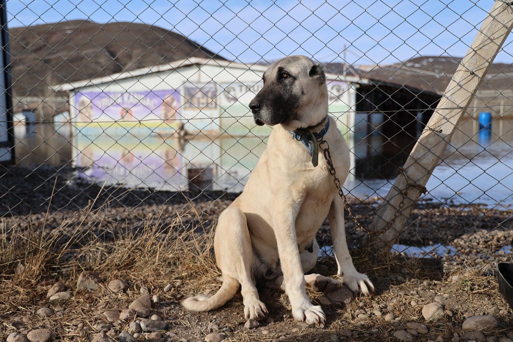 Sivas’ta Karların Erimesi Taşkına Dönüştü: 80 Kangal Köpeğinin Bulunduğu Çiftlik Sular Altında Kaldı AW642834 08 | Gündem Sivas™ Haber