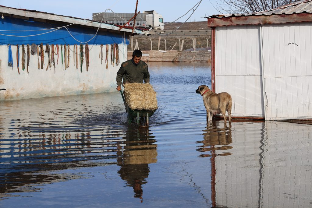 Sivas’ta Karların Erimesi Taşkına Dönüştü: 80 Kangal Köpeğinin Bulunduğu Çiftlik Sular Altında Kaldı Sivas’ta Karların Erimesi Taşkına Dönüştü: 80 Kangal Köpeğinin Bulunduğu Çiftlik Sular Altında Kaldı