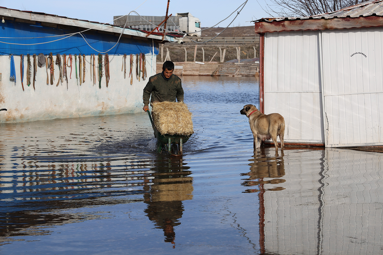 Sivas’ta Karların Erimesi Taşkına Dönüştü: 80 Kangal Köpeğinin Bulunduğu Çiftlik Sular Altında Kaldı