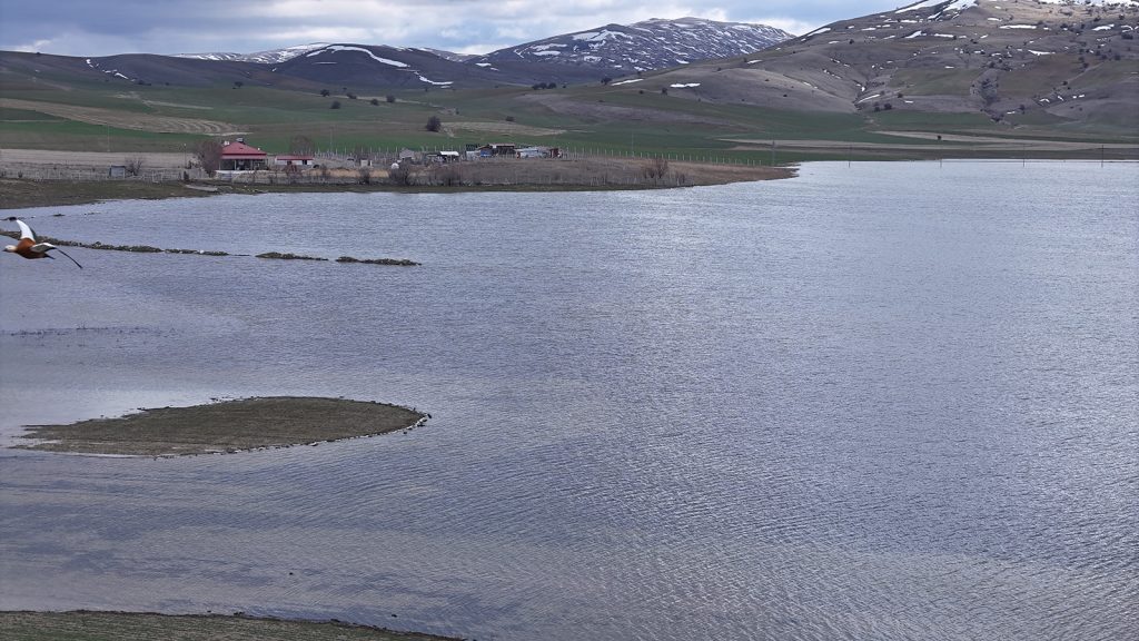 Sivas’ta Kuruyan Bingöl Gölü Yeniden Canlandı: Göçmen Kuşların Uğrak Noktası Eski İhtişamına Kavuştu AW646300 04 | Gündem Sivas™ Haber