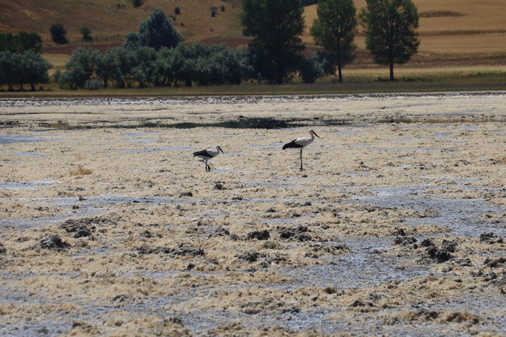 Sivas’ta Kuruyan Bingöl Gölü Yeniden Canlandı: Göçmen Kuşların Uğrak Noktası Eski İhtişamına Kavuştu AW646300 09 | Gündem Sivas™ Haber