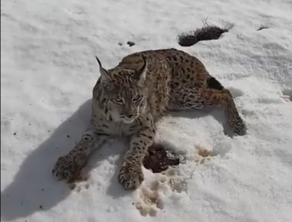 Sivas Hafik’te Yürek Isıtan Kurtarma: Gaziantepli Tır Şoförü Yaralı Vaşağı Ekipler Gelene Kadar Bırakmadı Vasak 1 1 | Gündem Sivas™ Haber