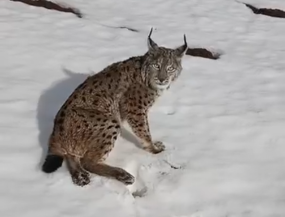Sivas Hafik’te Yürek Isıtan Kurtarma: Gaziantepli Tır Şoförü Yaralı Vaşağı Ekipler Gelene Kadar Bırakmadı Vasak 3 | Gündem Sivas™ Haber