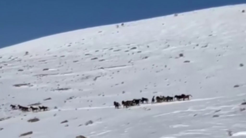 Sivas Yama Dağları’nda Kar Üzerinde Özgürlük: Yılkı Atları Beyaz Örtüde Büyüledi AW653568 01 | Gündem Sivas™ Haber