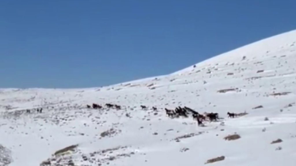 Sivas Yama Dağları’nda Kar Üzerinde Özgürlük: Yılkı Atları Beyaz Örtüde Büyüledi Sivas Yama Dağları’nda Kar Üzerinde Özgürlük: Yılkı Atları Beyaz Örtüde Büyüledi