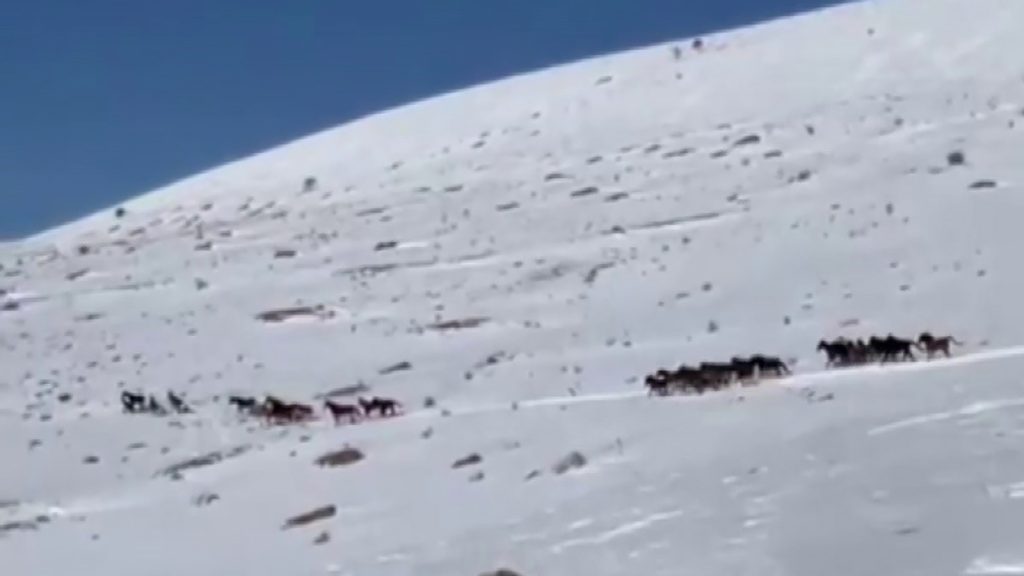 Sivas Yama Dağları’nda Kar Üzerinde Özgürlük: Yılkı Atları Beyaz Örtüde Büyüledi AW653568 03 | Gündem Sivas™ Haber