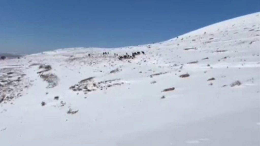 Sivas Yama Dağları’nda Kar Üzerinde Özgürlük: Yılkı Atları Beyaz Örtüde Büyüledi AW653568 04 | Gündem Sivas™ Haber