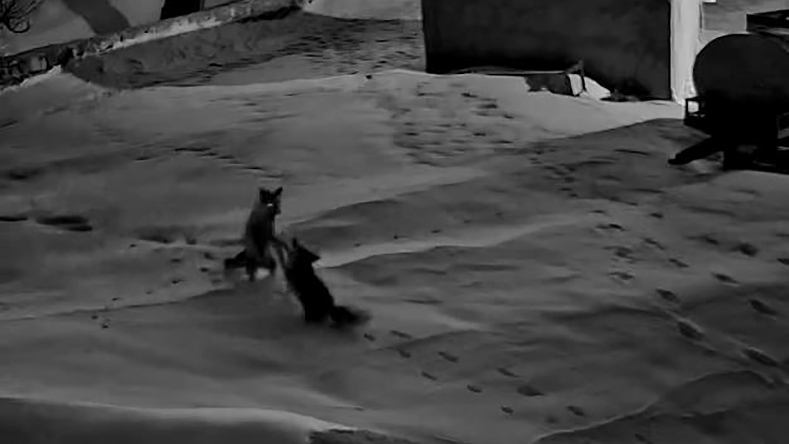 Sivas’ta Köye İnen Tilkilerin Kavgası Kamerada! Gürün’de Vahşi Doğa Köyün Kapısına Kadar Geldi