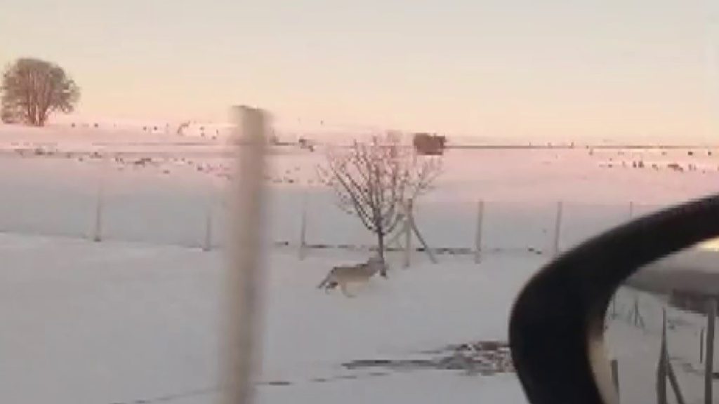 Sivas’ta Tel Örgüler Arasında Mahsur Kalan Kurtun Özgürlük Mücadelesi Kamerada Sivas’ta Tel Örgüler Arasında Mahsur Kalan Kurtun Özgürlük Mücadelesi Kamerada