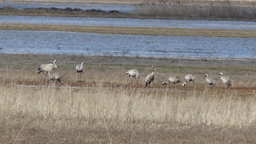 Sivas’ta Baharın İlk Müjdesi: Nesli Tükenme Tehlikesindeki Anadolu Turnaları Gölette Görüntülendi Sivas’ta Baharın İlk Müjdesi: Nesli Tükenme Tehlikesindeki Anadolu Turnaları Gölette Görüntülendi