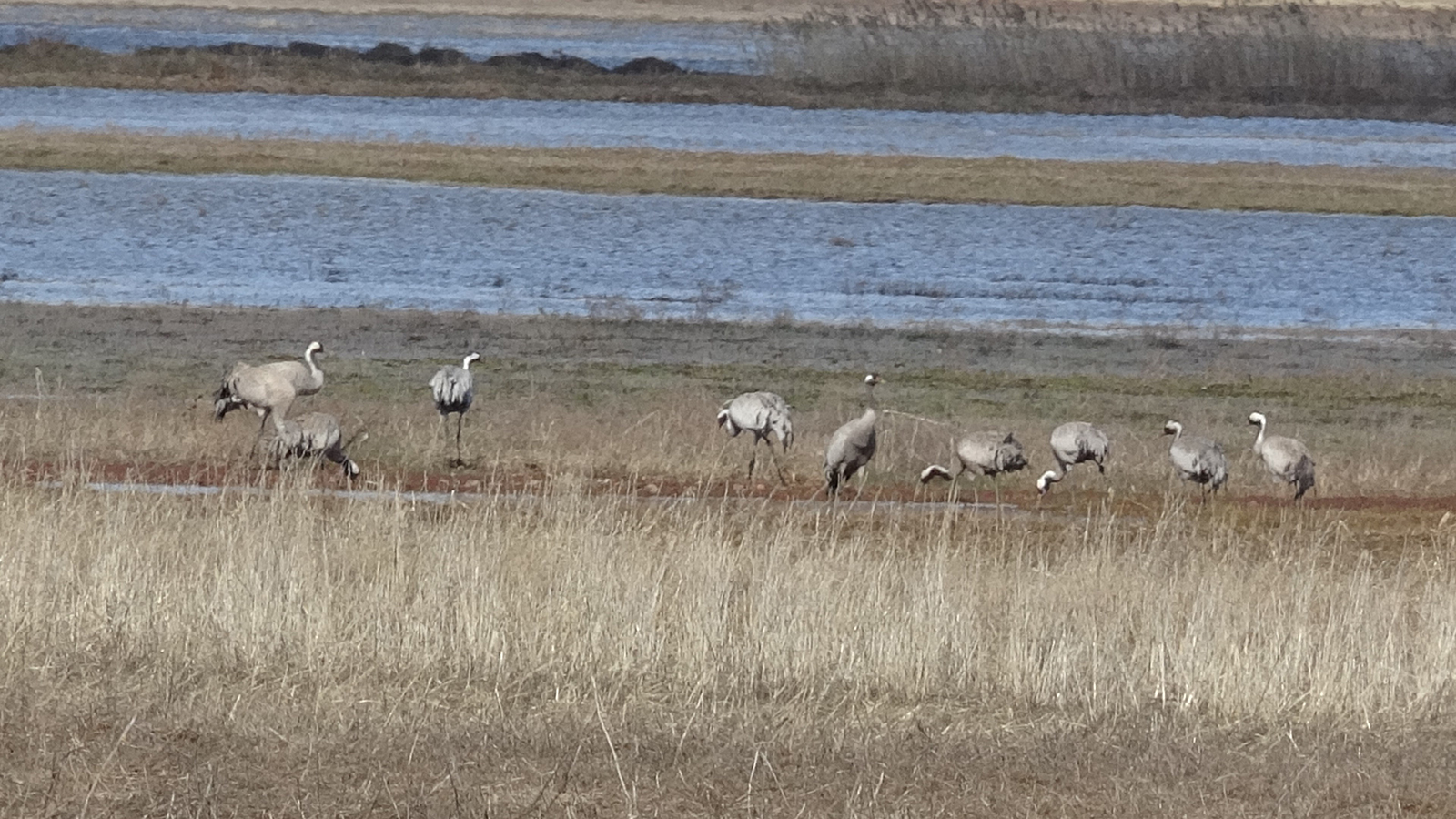 Sivas’ta Baharın İlk Müjdesi: Nesli Tükenme Tehlikesindeki Anadolu Turnaları Gölette Görüntülendi